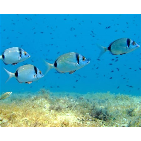 Mergulho nas Piscinas Naturais de Porto Moniz: Experiência Madeira