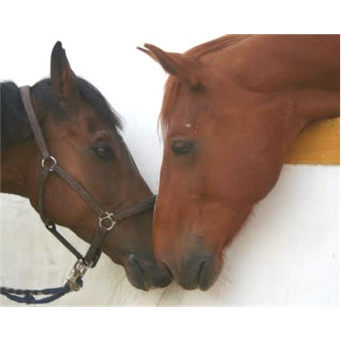 Passeio Romântico a Cavalo com Prova de Vinhos & Licores a Dois | Alenquer Pass
