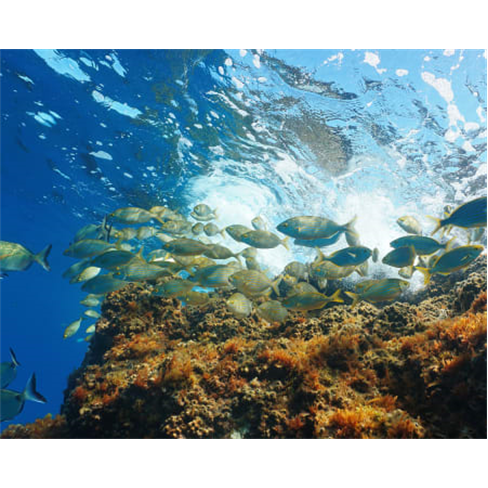 Snorkeling a Dois na Arrábida | 2 Horas | Experiência de Sonho! Into the Natur