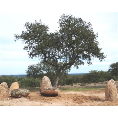 Museu Interactivo do Megali...ao Património Megalítico de Mora Entrada de Adul