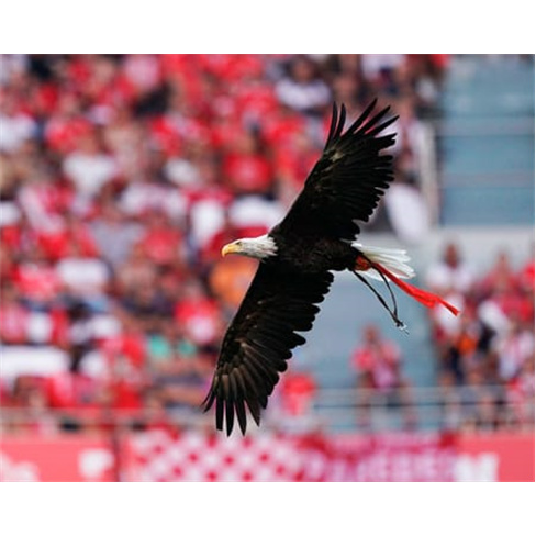 SLB | Tour ao Estádio & Museu + Cachecóis