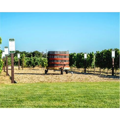 Visita às Vinhas e Adega + Prova de Vinhos para Dois | Filipe Palhoça Vinhos -