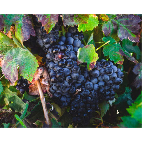 Visita às Vinhas e Adega + Prova de Vinhos para Dois | Filipe Palhoça Vinhos -