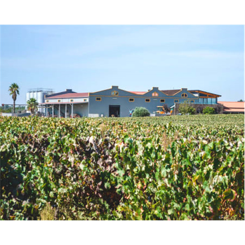 Visita às Vinhas e Adega + Prova de Vinhos para Dois | Filipe Palhoça Vinhos -