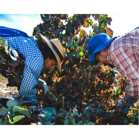 Visita às Vinhas e Adega + Prova de Vinhos para Dois | Filipe Palhoça Vinhos -