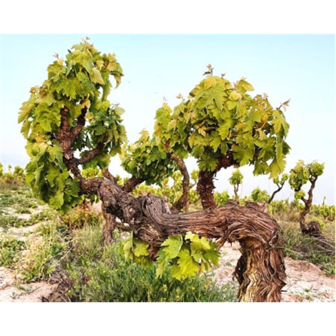 Visita às Vinhas e Adega + Prova de Vinhos para Dois | Filipe Palhoça Vinhos -