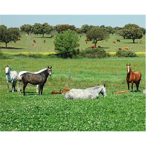 Passeio de Pónei ou Baptismo a Cavalo em Alter do Chão | Perfect Moments Passe