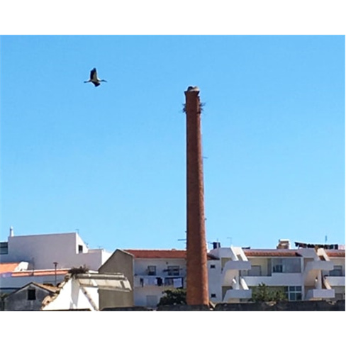 Passeio de Barco no Rio Arade Até à Histórica Cidade de Silves - 3 Horas | Ro