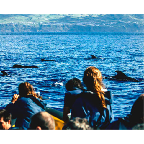 Avistamento de Cetáceos nos Açores | 3h | Terra Azul - AdultonCaracteres: 50