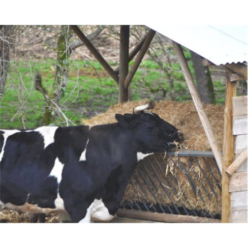 Passeio a Cavalo nas Vinhas + Prova de Vinhos em Bucelas | 1h30. (76 caracteres)
