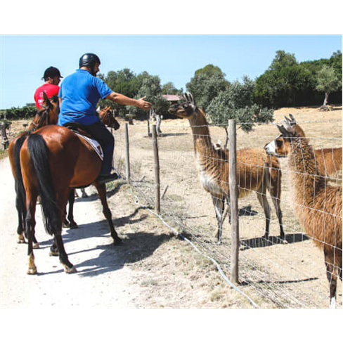 Passeio a Cavalo nas Vinhas | Cavalos da Vinha - Bucelas Passeio a Cavalo | 1 Ho