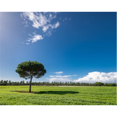 Visita + Prova de Vinhos Herdade da Comporta para Dois Visita à Adega + Prova d