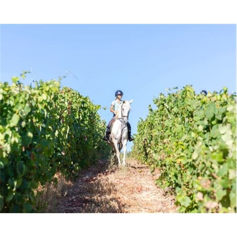 Passeio a Cavalo nas Vinhas | Cavalos da Vinha - Bucelas Passeio a Cavalo | 1 Ho