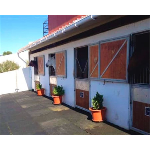 Baptismo a Cavalo! Aula de Equitação no Picadeiro Quinta das Cabanas | Cascais