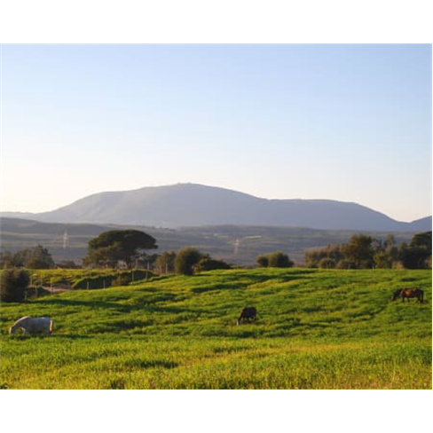 Dia de Sonho no Campo a Dois com Baptismo a Cavalo e Almoço | Quinta do Vale -