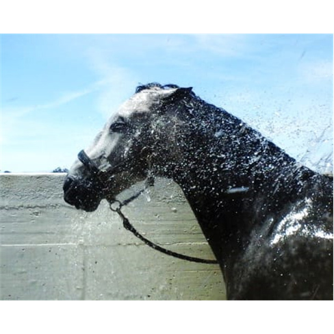 Baptismo a Cavalo! Aula de Equitação no Picadeiro Quinta das Cabanas | Cascais