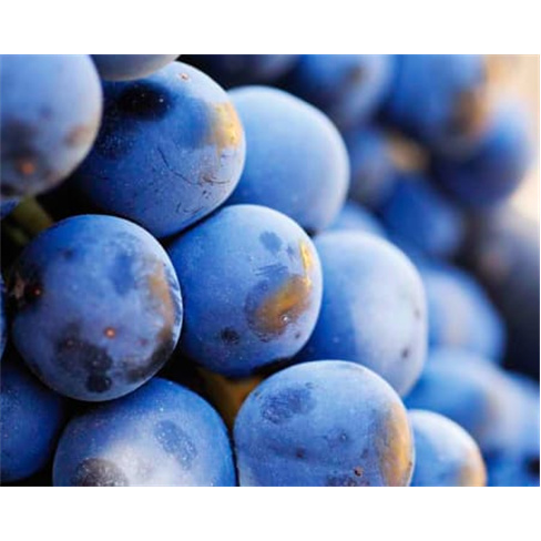 Visita à Adega + Prova de 3 Vinhos para Dois | Quinta da Gaivosa de Alves de So