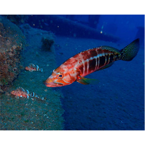 2 Saídas de Mergulho no Mar no Funchal ou Sesimbra | Para Mergulhadores Certifi