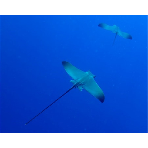 2 Saídas de Mergulho no Mar...s Certificados! Cipreia Experiência para 2 Pesso