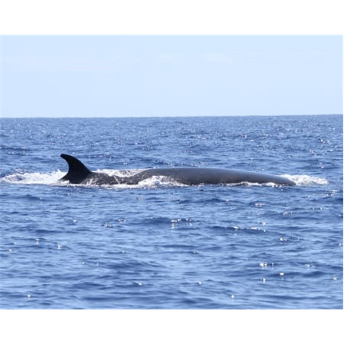 Passeio de Barco para Obser... Madeira | H2O Madeira - Calheta Bilhete de Adulto