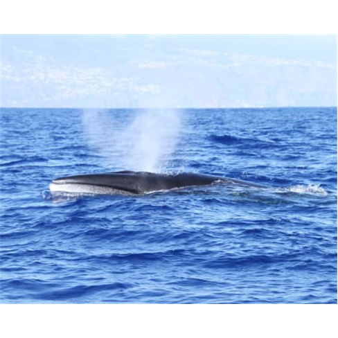 Avistamento de Baleias e Golfinhos | H2O Madeira - Bilhete Criança (2-15 anos)