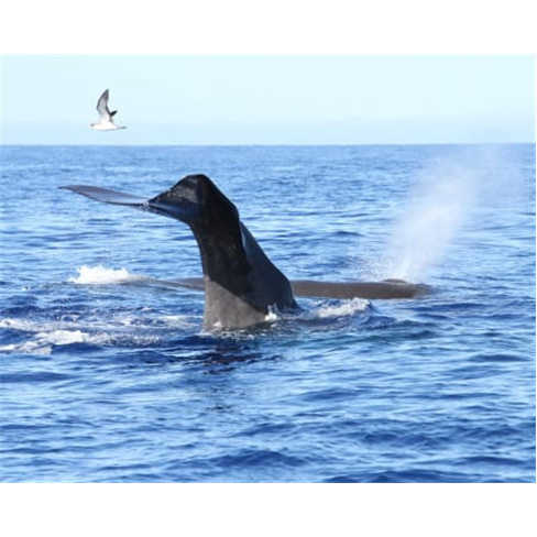 Passeio de Barco para Obser... Madeira | H2O Madeira - Calheta Bilhete de Adulto