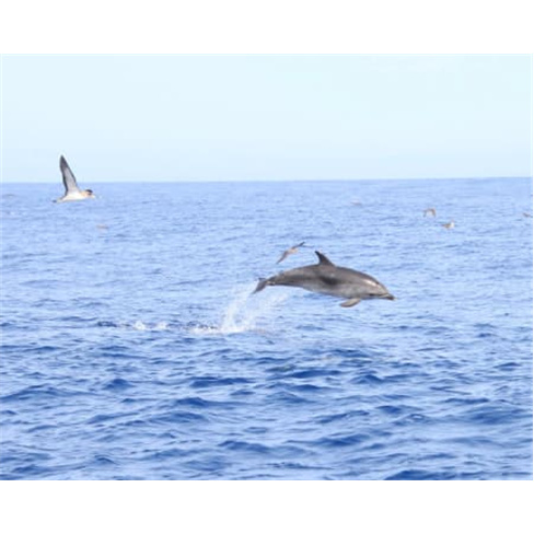 Passeio de Barco para Obser... Madeira | H2O Madeira - Calheta Bilhete de Adulto