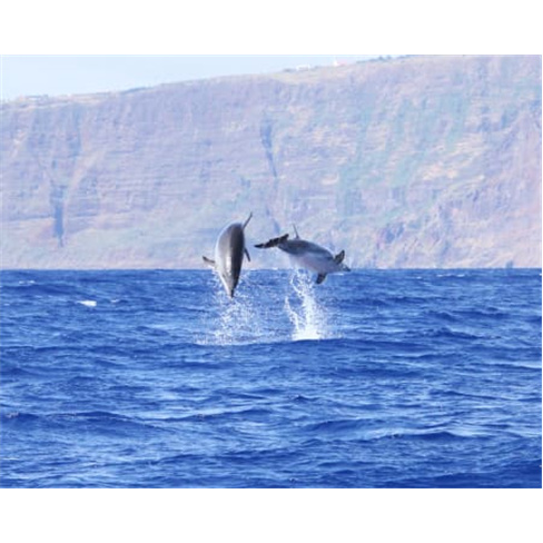 Passeio de Barco para Obser... Madeira | H2O Madeira - Calheta Bilhete de Adulto