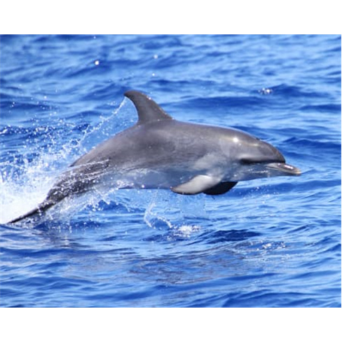 Avistamento de Baleias e Golfinhos | H2O Madeira - Bilhete Criança (2-15 anos)