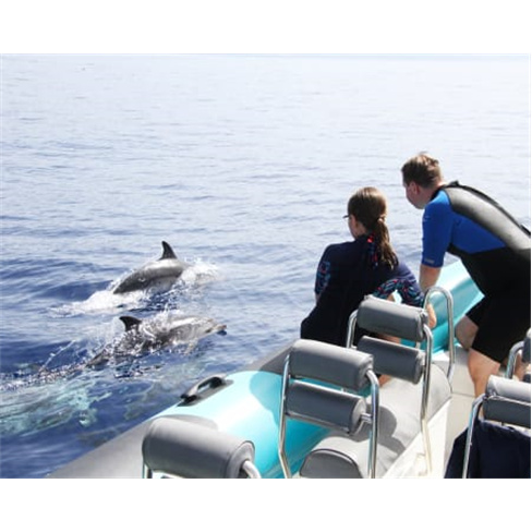 Passeio de Barco para Obser... Madeira | H2O Madeira - Calheta Bilhete de Adulto