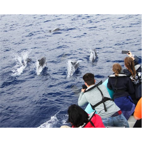 Passeio de Barco para Obser... Madeira | H2O Madeira - Calheta Bilhete de Adulto