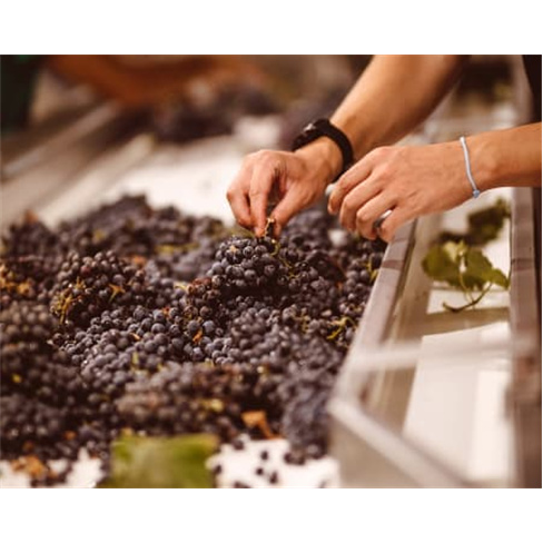 Visita à Adega + Prova de V... Wine - Estremoz Prova de Vinhos Premium e Reserv