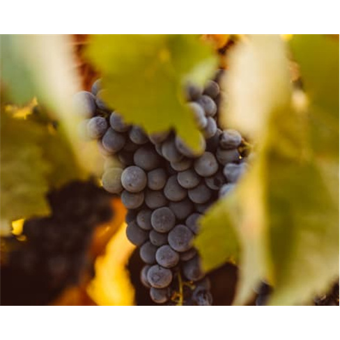 Visita à Adega + Prova de V... Wine - Estremoz Prova de Vinhos Premium e Reserv