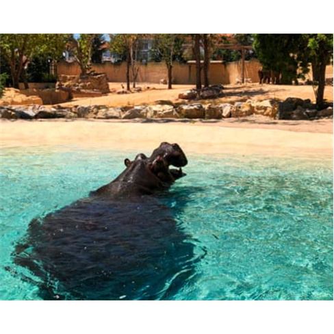 Jardim Zoológico | Descubra...al em Família! Entradas para 2 Adultos + 1 Crian