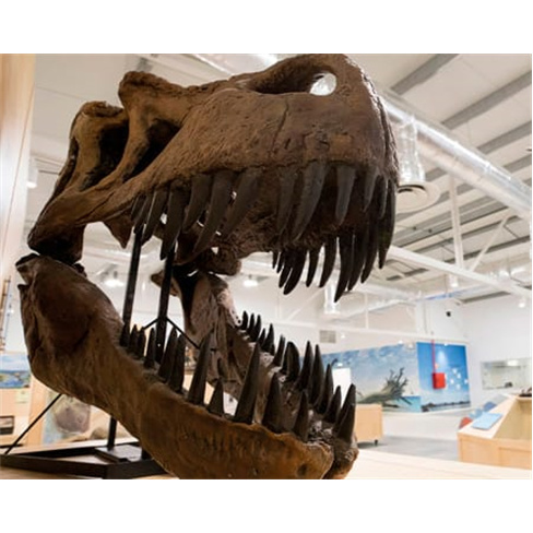 Dino Parque | Entradas para 1 Adulto + 1 Criança