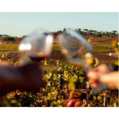 Visita à Adega com Prova de Vinhos de Talha e Passeio de Jipe às Vinhas para D