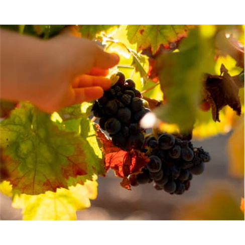Visita à Adega com Prova de Vinhos de Talha e Passeio de Jipe às Vinhas para D