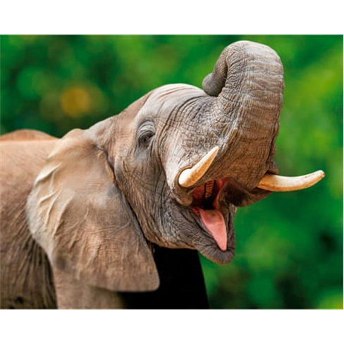 Jardim Zoológico | Entradas para 1 Adulto + 1 Criança
