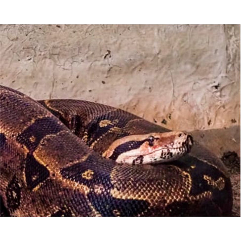 Jardim Zoológico | Descubra...al em Família! Entradas para 2 Adultos + 1 Crian