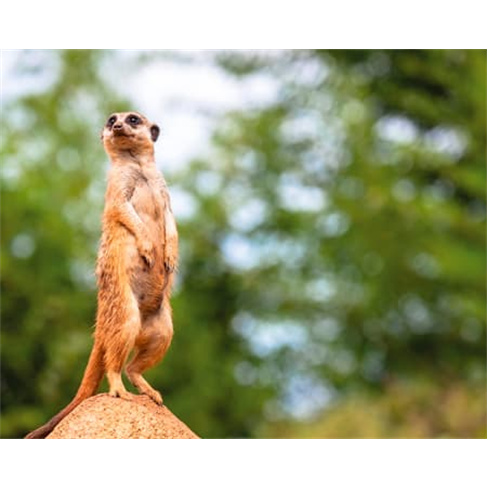 Jardim Zoológico | Entradas para 1 Adulto + 1 Criança
