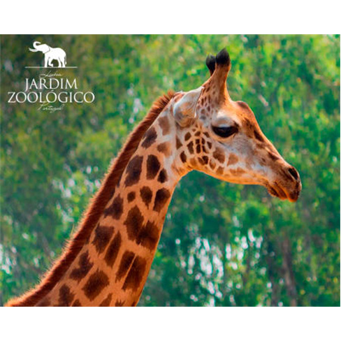 Jardim Zoológico | Descubra...al em Família! Entradas para 2 Adultos + 1 Crian