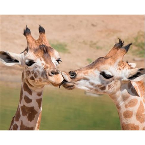 Jardim Zoológico | Entradas para 1 Adulto + 1 Criança