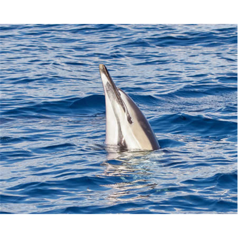 Avistar Baleias e Golfinhos | Madeira Sea Emotions - Caniçal Adulto