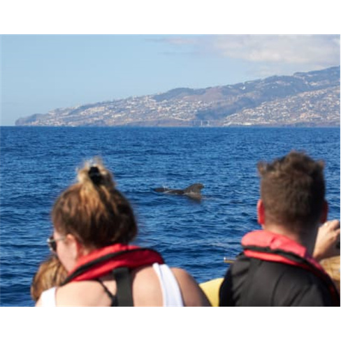 Observação de Baleias e Golfinhos | Madeira Sea Emotionsnn(49 caracteres)