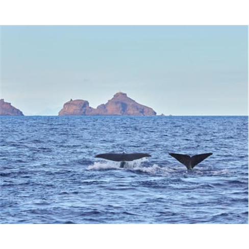 Observação de Baleias e Golfinhos | Madeira Sea Emotionsnn(49 caracteres)
