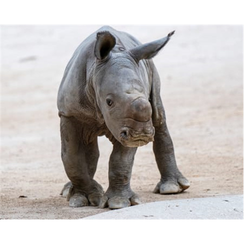 Jardim Zoológico | Descubra...al em Família! Entradas para 2 Adultos + 1 Crian