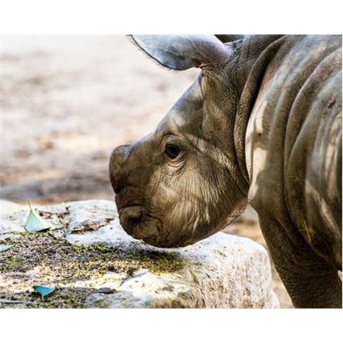 Jardim Zoológico | Descubra...al em Família! Entradas para 2 Adultos + 1 Crian