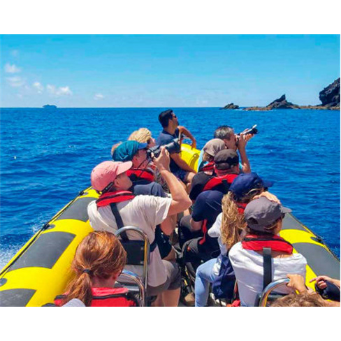Observação de Baleias e Golfinhos | Madeira Sea Emotionsnn(49 caracteres)