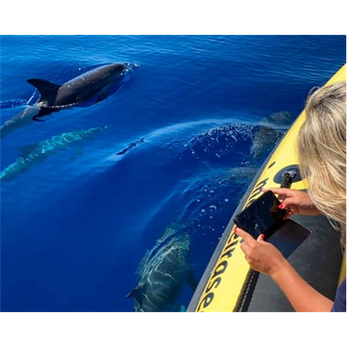 Observação de Baleias e Golfinhos | Madeira Sea Emotionsnn(49 caracteres)