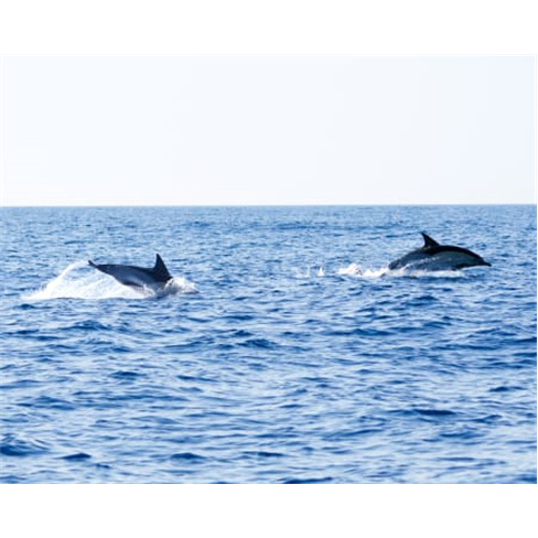 Passeio de Barco na Ria Formosa com Observação da Vida Marinha | Férias no Al
